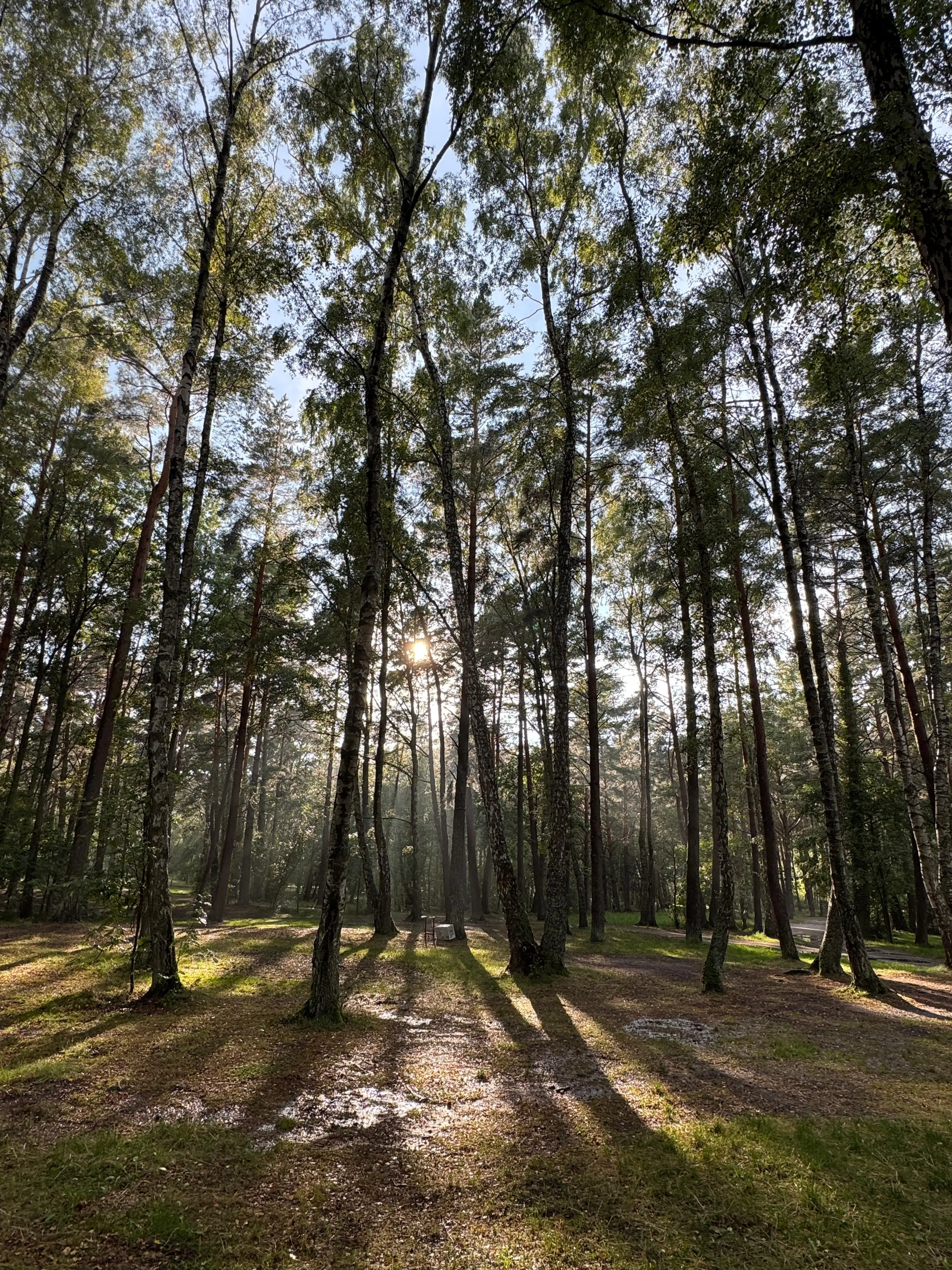 Pole namiotowe Leśne 21